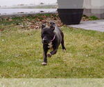 Small #57 American Pit Bull Terrier Mix