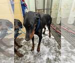 Small Doberman Pinscher