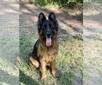 Small #1 German Shepherd Dog