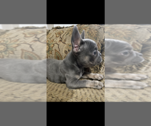 Cavapoo Puppy for sale in EDISON, NJ, USA