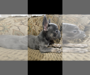 French Bulldog Puppy for Sale in EDISON, New Jersey USA