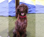 Small #8 Poodle (Standard) Mix