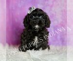 Puppy Teddy F1 Cavapoo (Miniature)