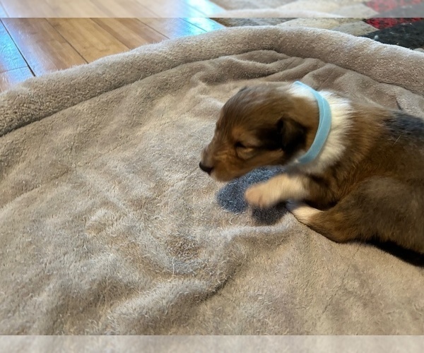 Medium Photo #3 Collie Puppy For Sale in HIGH POINT, NC, USA
