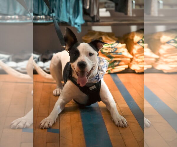 Medium Photo #2 Bullypit Puppy For Sale in Oakhurst, NJ, USA