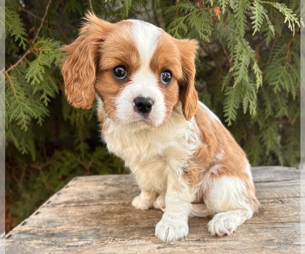 Medium Photo #1 Cavalier King Charles Spaniel Puppy For Sale in MIDDLEBURY, IN, USA