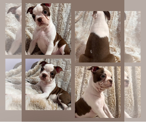 Medium Boston Terrier