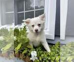 Small #1 American Eskimo Dog-Pug Mix