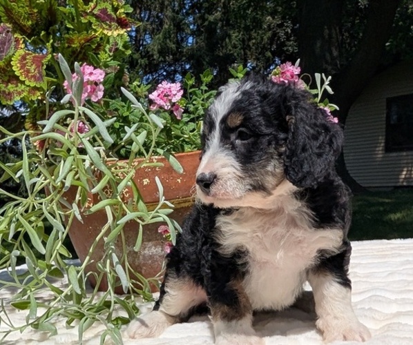 Medium Photo #76 Miniature Bernedoodle Puppy For Sale in GOSHEN, IN, USA