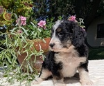 Small #6 Miniature Bernedoodle