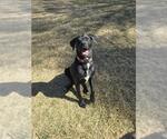 Small American Staffordshire Terrier