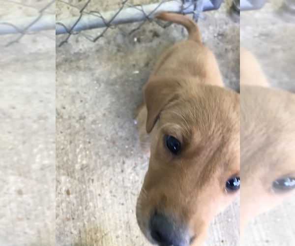 Medium Photo #4 Goldendoodle-Labrador Retriever Mix Puppy For Sale in BYRAM, MS, USA