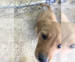 Small Photo #4 Goldendoodle-Labrador Retriever Mix Puppy For Sale in BYRAM, MS, USA