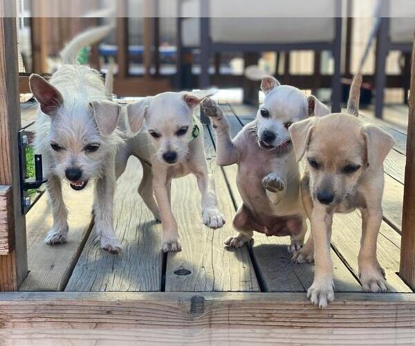 Medium Photo #5 Chihuahua-Unknown Mix Puppy For Sale in Oakley , CA, USA