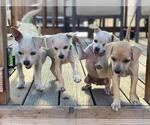 Small #4 Chihuahua Mix
