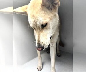 Carolina Dog-Unknown Mix Dogs for adoption in Houston, TX, USA