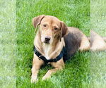 Small Labrador Retriever Mix