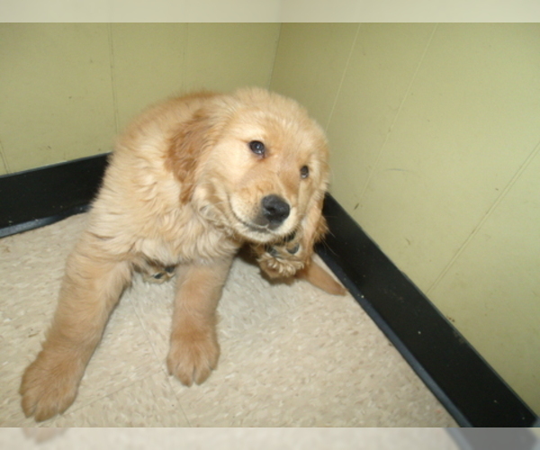 Medium Photo #3 Golden Retriever Puppy For Sale in PATERSON, NJ, USA