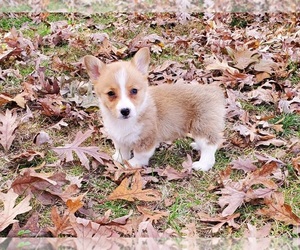 Pembroke Welsh Corgi Puppy for sale in CLARK, MO, USA