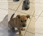 Small #2 German Shepherd Dog Mix