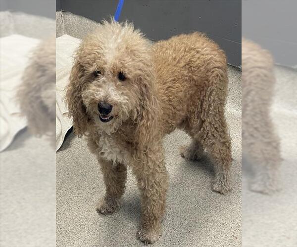 Medium Photo #1 Goldendoodle Puppy For Sale in Tallahassee, FL, USA