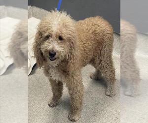 Goldendoodle Dogs for adoption in Tallahassee, FL, USA