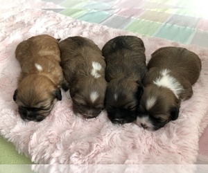 Lhasa Apso Puppy for sale in DANVERS, MA, USA