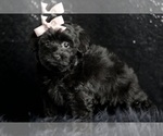 Small #6 Morkie