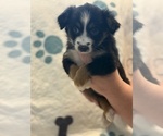 Small #5 Australian Shepherd