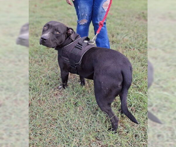 Medium Photo #3 American Pit Bull Terrier-Staffordshire Bull Terrier Mix Puppy For Sale in Mountain View, AR, USA