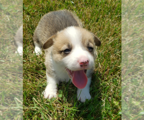Medium Photo #1 Pembroke Welsh Corgi Puppy For Sale in KINGSVILLE, MO, USA