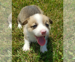 Small Photo #1 Pembroke Welsh Corgi Puppy For Sale in KINGSVILLE, MO, USA
