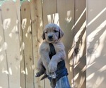 Puppy White collar gi Golden Retriever