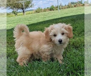 Maltipoo-Poodle (Miniature) Mix Puppy for sale in ARTHUR, IL, USA