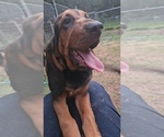 Small #4 Bloodhound