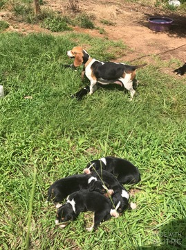 Medium Photo #1 Beagle-Unknown Mix Puppy For Sale in GREENSBORO, AL, USA
