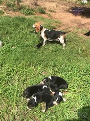 Beagle-Unknown Mix Puppy for sale in GREENSBORO, AL, USA