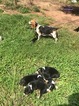 Small Photo #1 Beagle-Unknown Mix Puppy For Sale in GREENSBORO, AL, USA