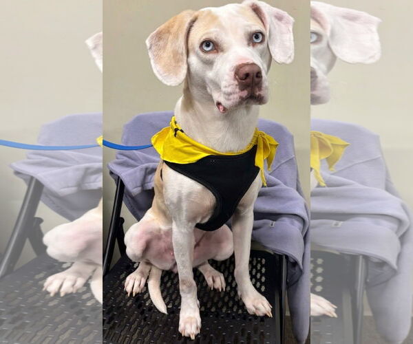 Medium Photo #2 Mutt Puppy For Sale in Gibbstown, NJ, USA