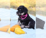 Small Photo #1 Miniature Schnauzzie-Yorkshire Terrier Mix Puppy For Sale in PATASKALA, OH, USA