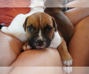 American Pit Bull Terrier-American Staffordshire Terrier Mix Dogs for adoption in Chester, VA, USA