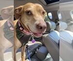 Small #11 American Staffordshire Terrier-Vizsla Mix