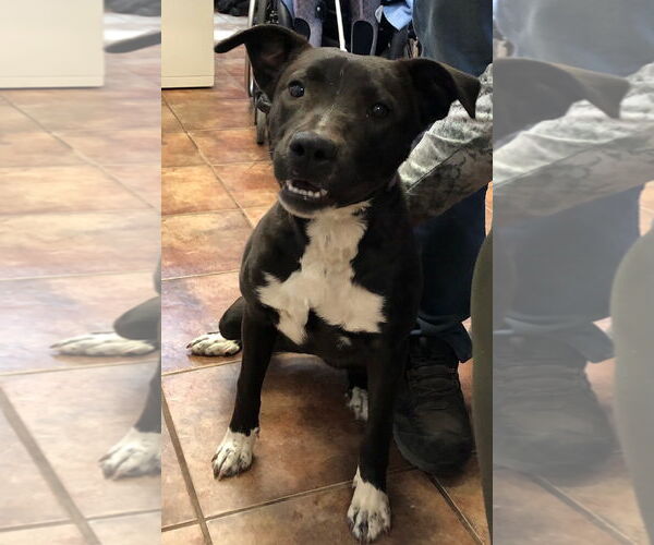 Medium Photo #2 Labrador Retriever-Unknown Mix Puppy For Sale in Amarillo, TX, USA