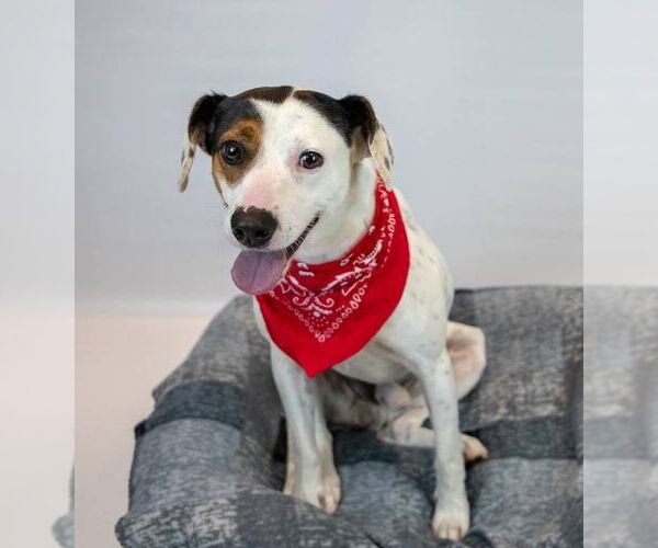 Medium Photo #2 Mutt Puppy For Sale in Kennesaw, GA, USA