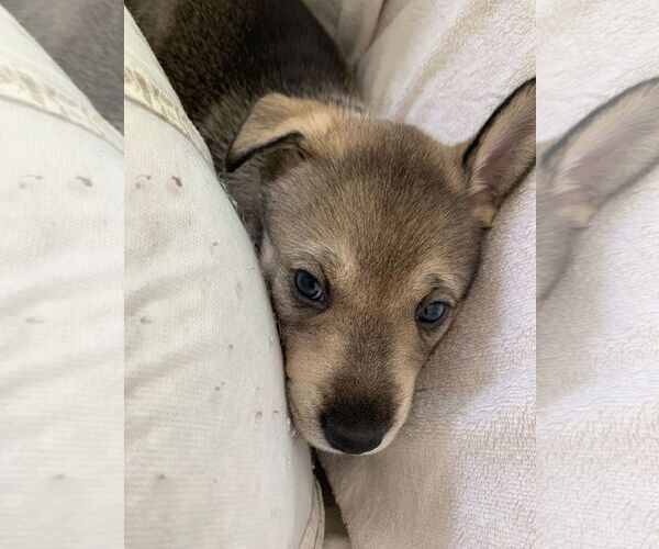 Medium Photo #22 Siberian Husky-Unknown Mix Puppy For Sale in Dana Point, CA, USA