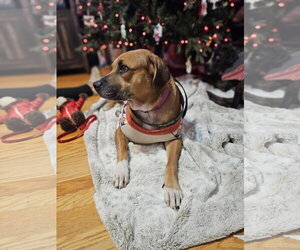 Amy - Female Boxer-Unknown Mix Dog for Adoption - Photo #5