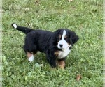 Puppy Puppy 3 Bernese Mountain Dog