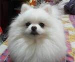 Small Photo #1 Pomeranian Puppy For Sale in HILO, HI, USA