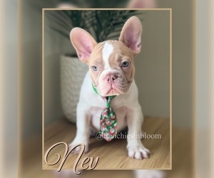 French Bulldog Puppy for sale in PALM BAY, FL, USA