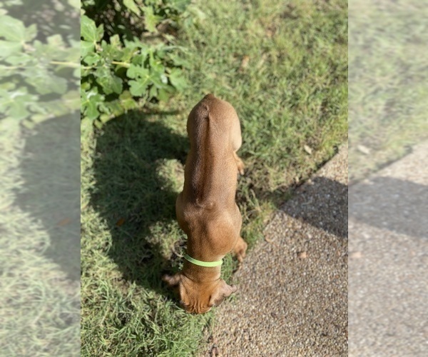 Medium Photo #19 Rhodesian Ridgeback Puppy For Sale in KELLER, TX, USA